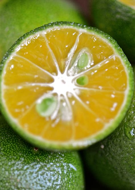 calamansi scientific name|Citrus ×microcarpa (Bunge) Wijnands .